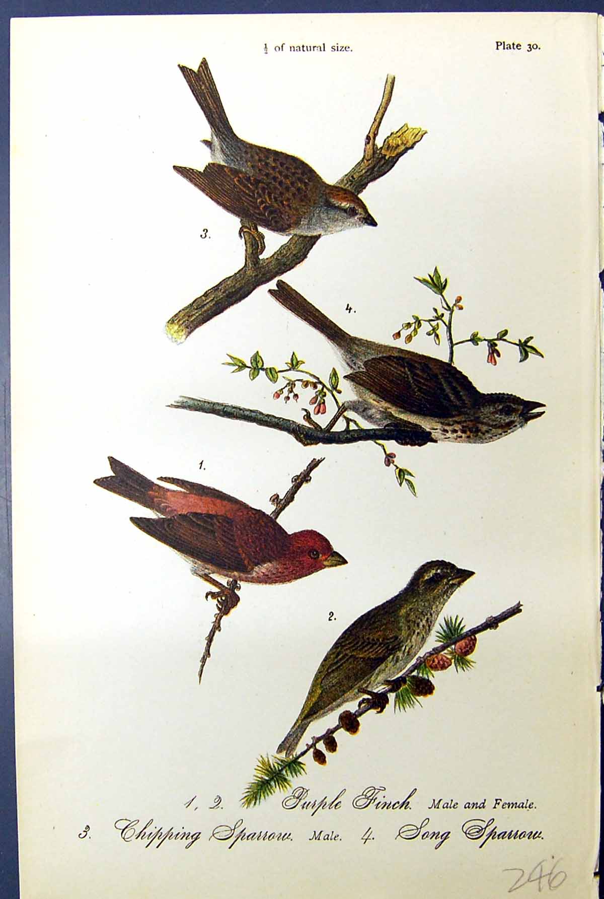 Antique Old Print Purple Finch Chipping Sparrow Song Male Birds Warren 1890