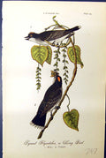 Antique Old Print Tyrant Flycatcher King Birds Warren Colour 1890 Male Female