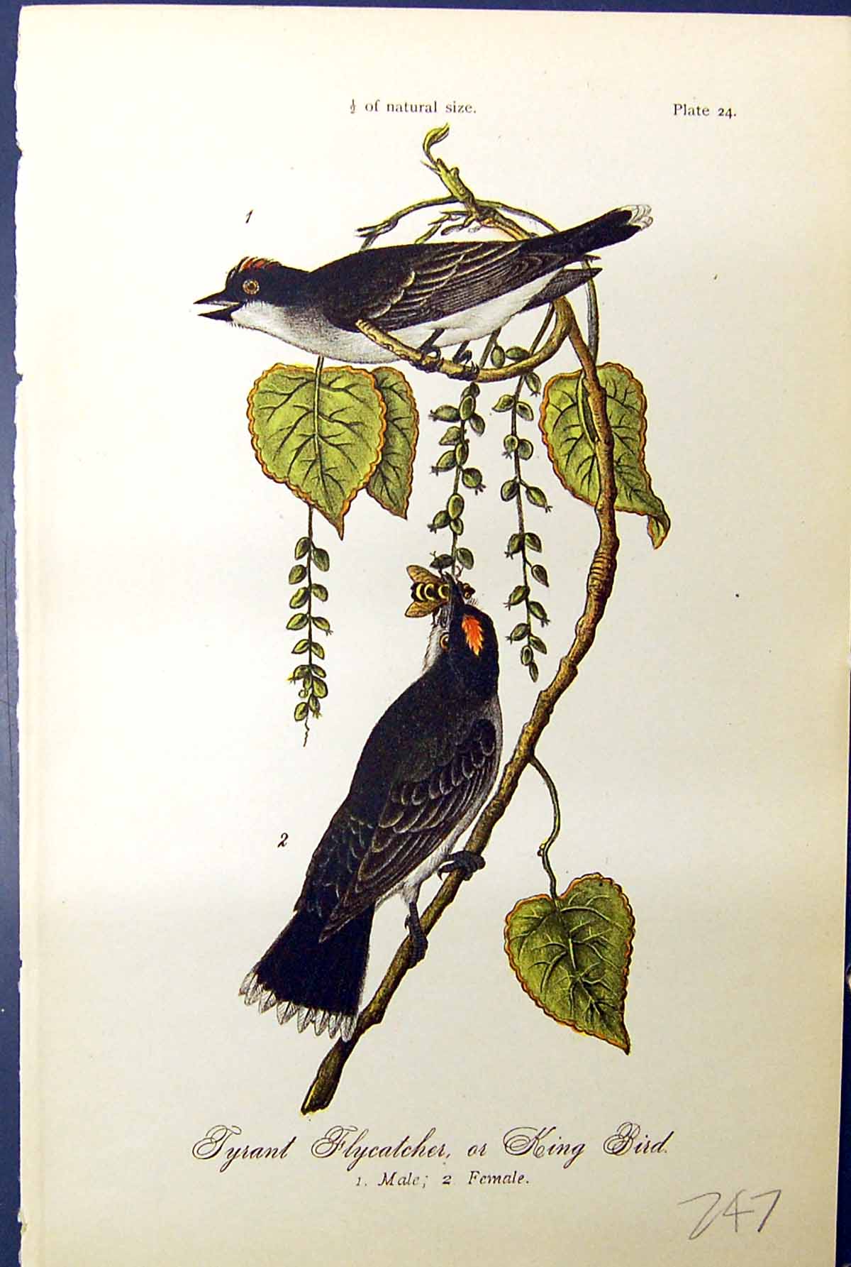 Antique Old Print Tyrant Flycatcher King Birds Warren Colour 1890 Male Female