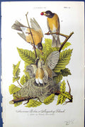 Antique Print American Robin Migratory Thrush Male Female Birds Warren 1890