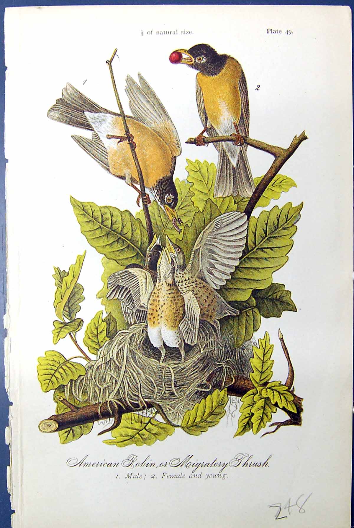 Antique Print American Robin Migratory Thrush Male Female Birds Warren 1890
