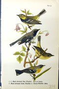 Antique Old Print Birds Warren 1890 Black-Throated Blue Warbler Parula Males