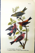 Old Pine Grosbeak American Crossbill White-Winged Birds Warren 1890 R Victorian