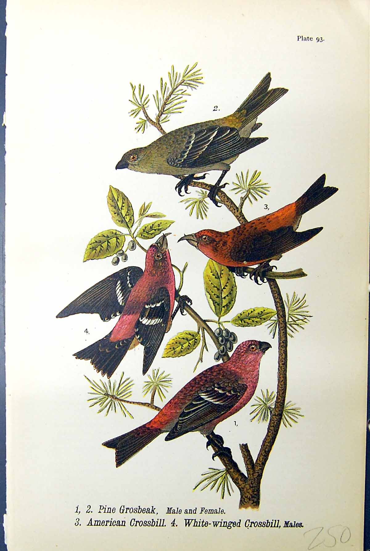 Old Pine Grosbeak American Crossbill White-Winged Birds Warren 1890 R Victorian