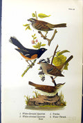 Old White-Throated Sparrow Towhee Water Thrush Birds Warren 1890 Ref. Victorian