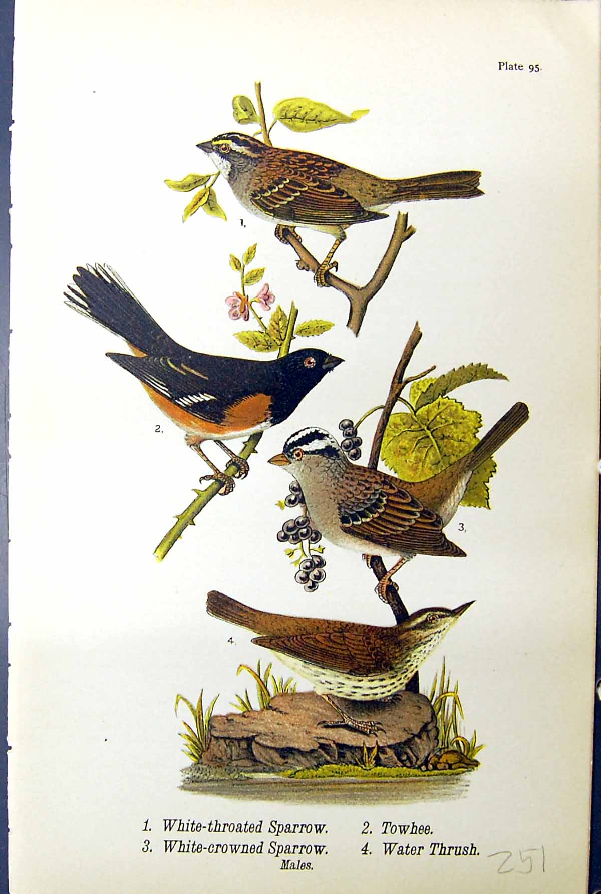 Old White-Throated Sparrow Towhee Water Thrush Birds Warren 1890 Ref. Victorian