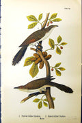 Old Print Yellow-Billed Cuckoo Black-Billed Males Birds Warren 1890 Ref.3 19th