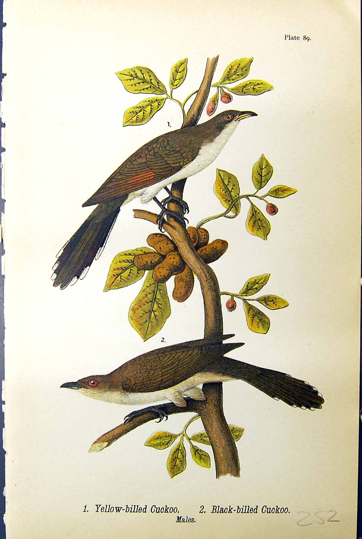 Old Print Yellow-Billed Cuckoo Black-Billed Males Birds Warren 1890 Ref.3 19th
