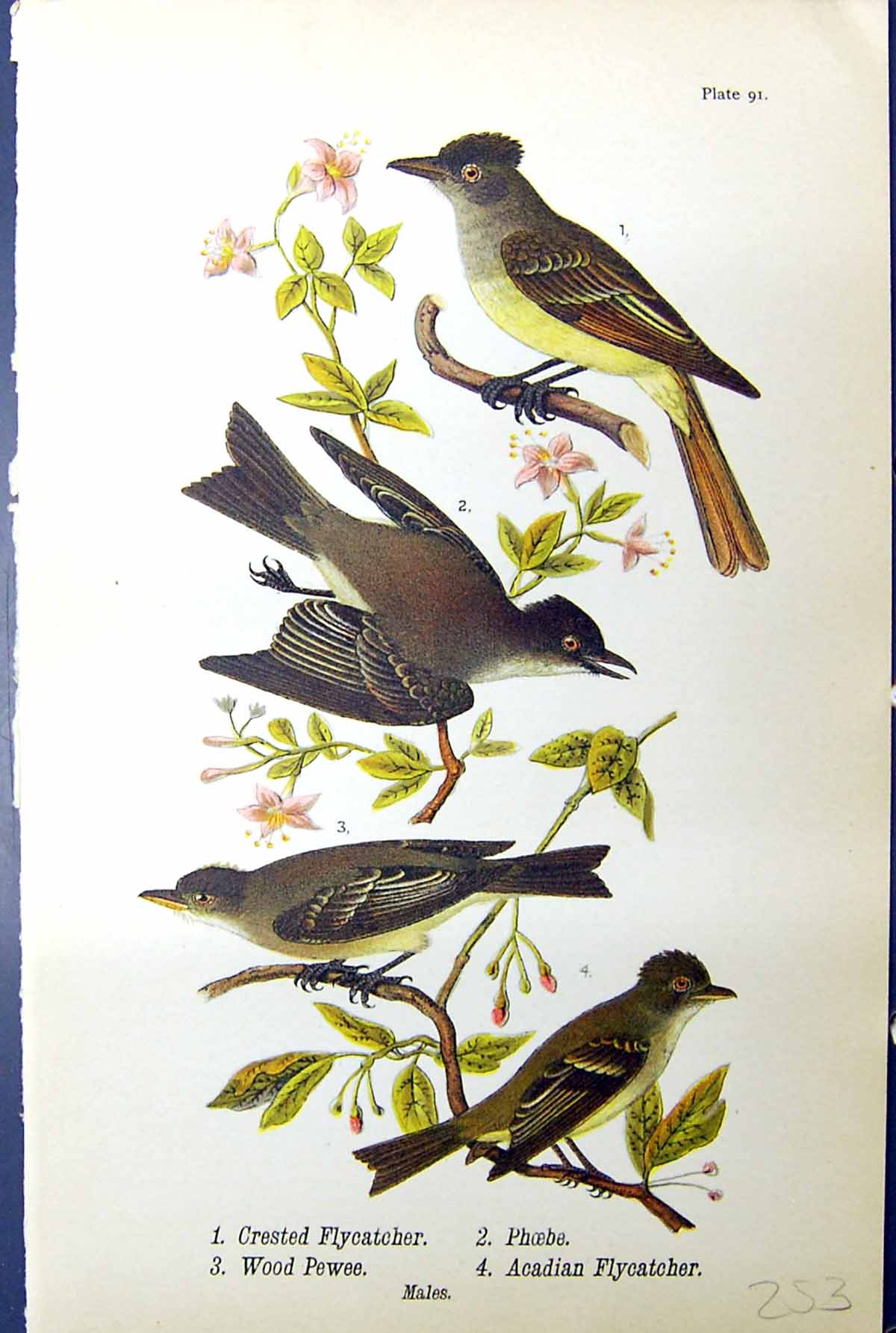 Old Print Crested Flycatcher Phoebe Wood Pewee Acadian Birds Warren 1890 19th
