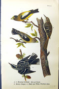 Antique Print Evening Grosbeak Brown Creeper Black White Warbler Birds 1890