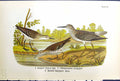 Old Greater Yellow-Legs Semipalmated Sandpiper Spotted Birds Olour 18 19th