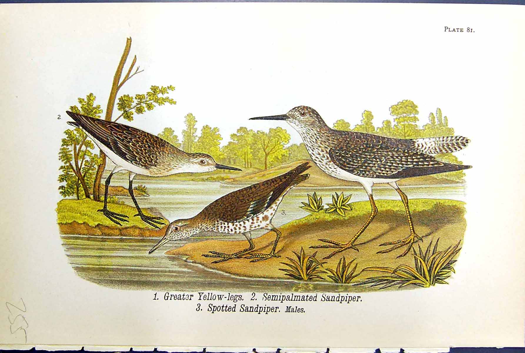 Old Greater Yellow-Legs Semipalmated Sandpiper Spotted Birds Olour 18 19th