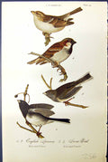 Antique Old Print English Sparrow Snow Male Female Birds Warren Colour 1890