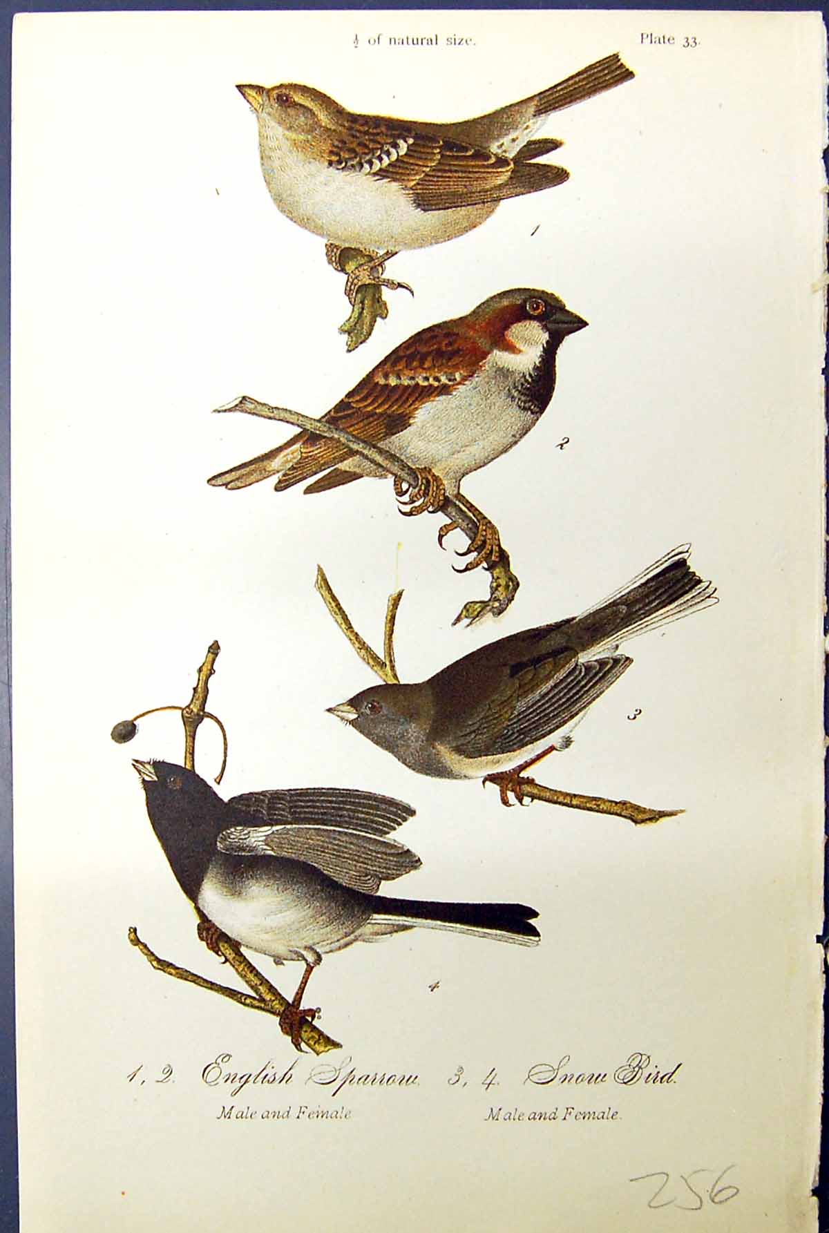 Antique Old Print English Sparrow Snow Male Female Birds Warren Colour 1890