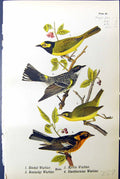 Antique Print Hooded Warbler Myrtle Kentucky Blackburnian Birds Warren 1890