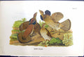 Original Old Antique Print Ruffed Grouse Birds Warren Colour 1890 Ref.2 19th