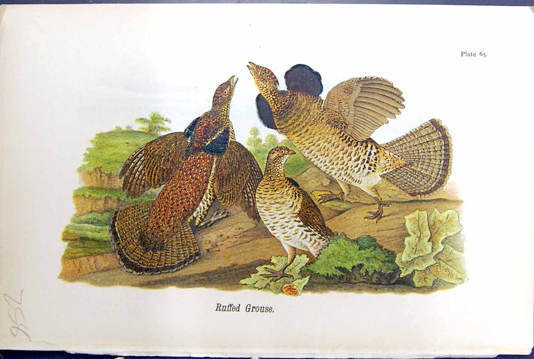 Original Old Antique Print Ruffed Grouse Birds Warren Colour 1890 Ref.2 19th