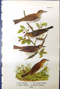 Old Wood Thrush Olive-Backed Hermit Wilson'S Males Birds Warren 1890 Victorian