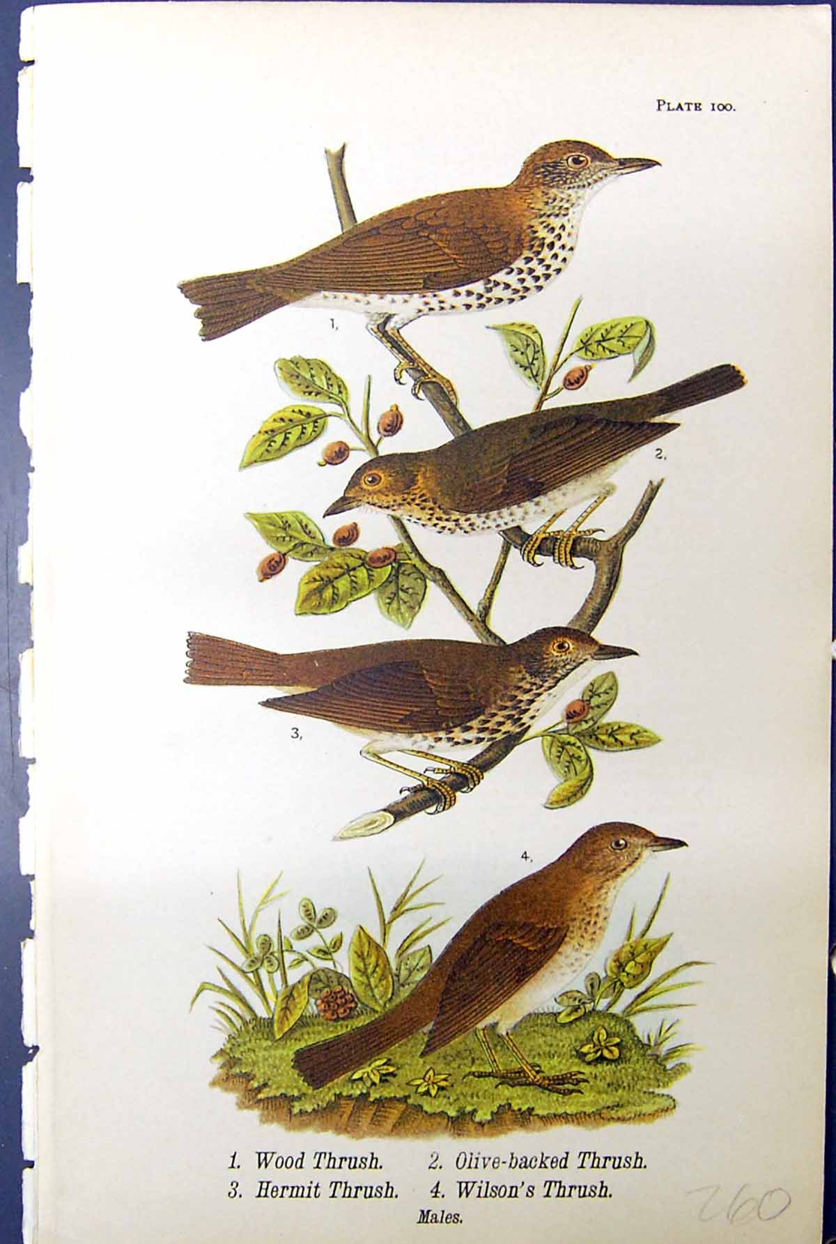 Old Wood Thrush Olive-Backed Hermit Wilson'S Males Birds Warren 1890 Victorian