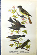 Old Crested Flycatcher Phoebe Wood Pewee Acadian Birds Warren 1890 Re Victorian