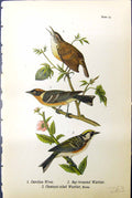 Antique Print Carolina Wren Bay-Breasted Warbler Chestnut Birds Warren 1890