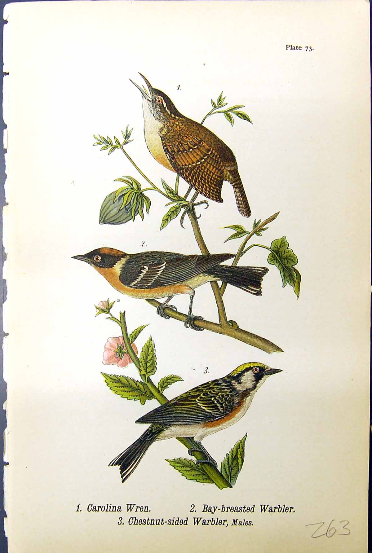 Antique Print Carolina Wren Bay-Breasted Warbler Chestnut Birds Warren 1890