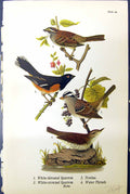 Antique Print White-Throated Sparrow Towbee Water Thrush Birds Warren 1890 19th