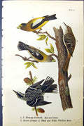 Old Print Evening Grosbeak Brown Creeper Black Warbler Birds Warren 1890 19th