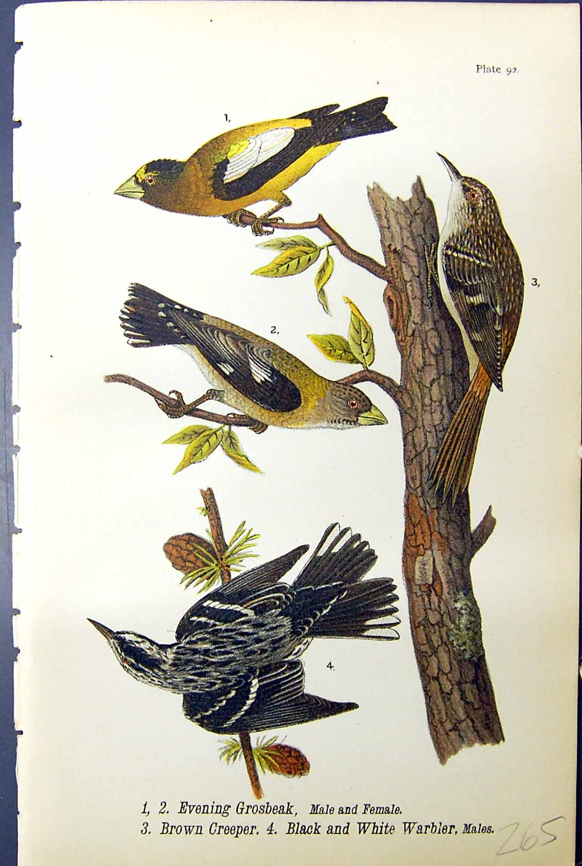 Old Print Evening Grosbeak Brown Creeper Black Warbler Birds Warren 1890 19th