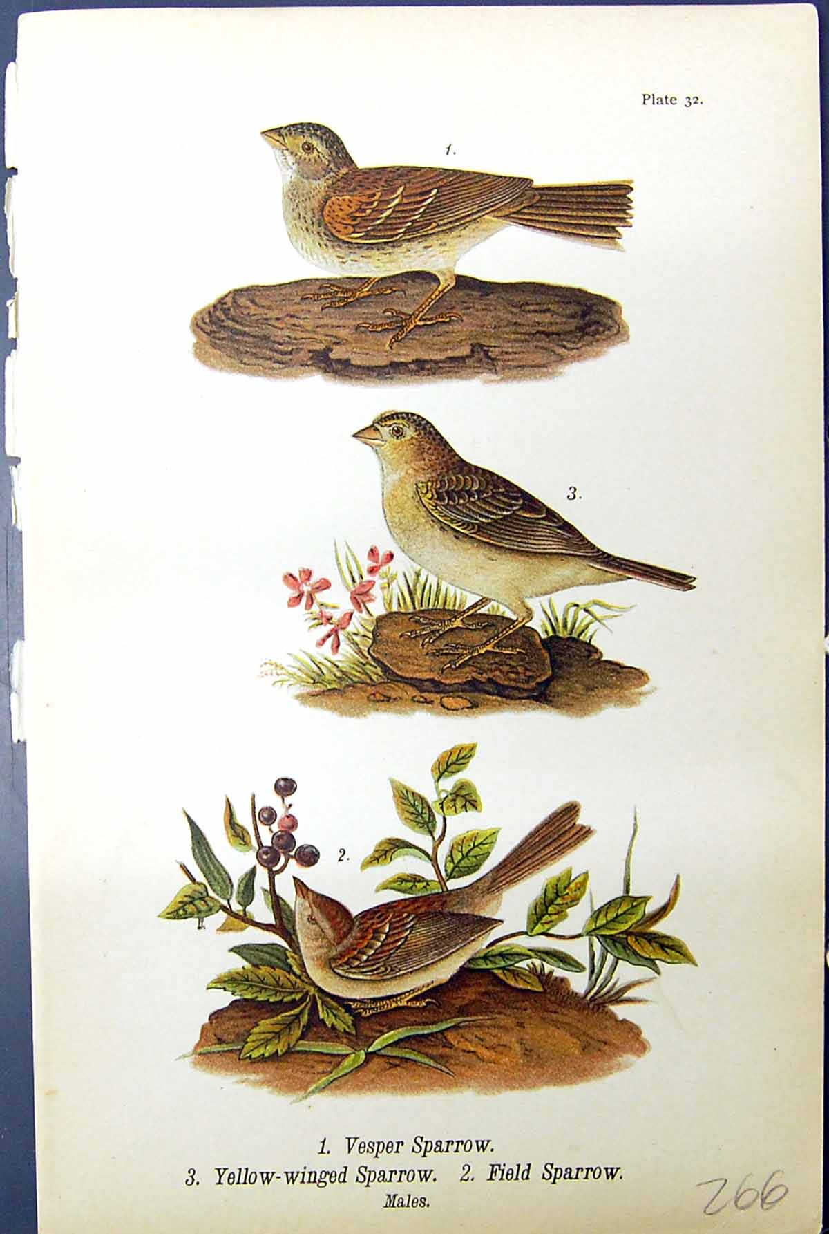 Antique Old Print Birds Warren 1890 Vesper Sparrow Yellow-Winged Field Males