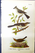 Antique Old Print Tufted Titmouse Mocking Oven Males Birds Warren Colour 1890