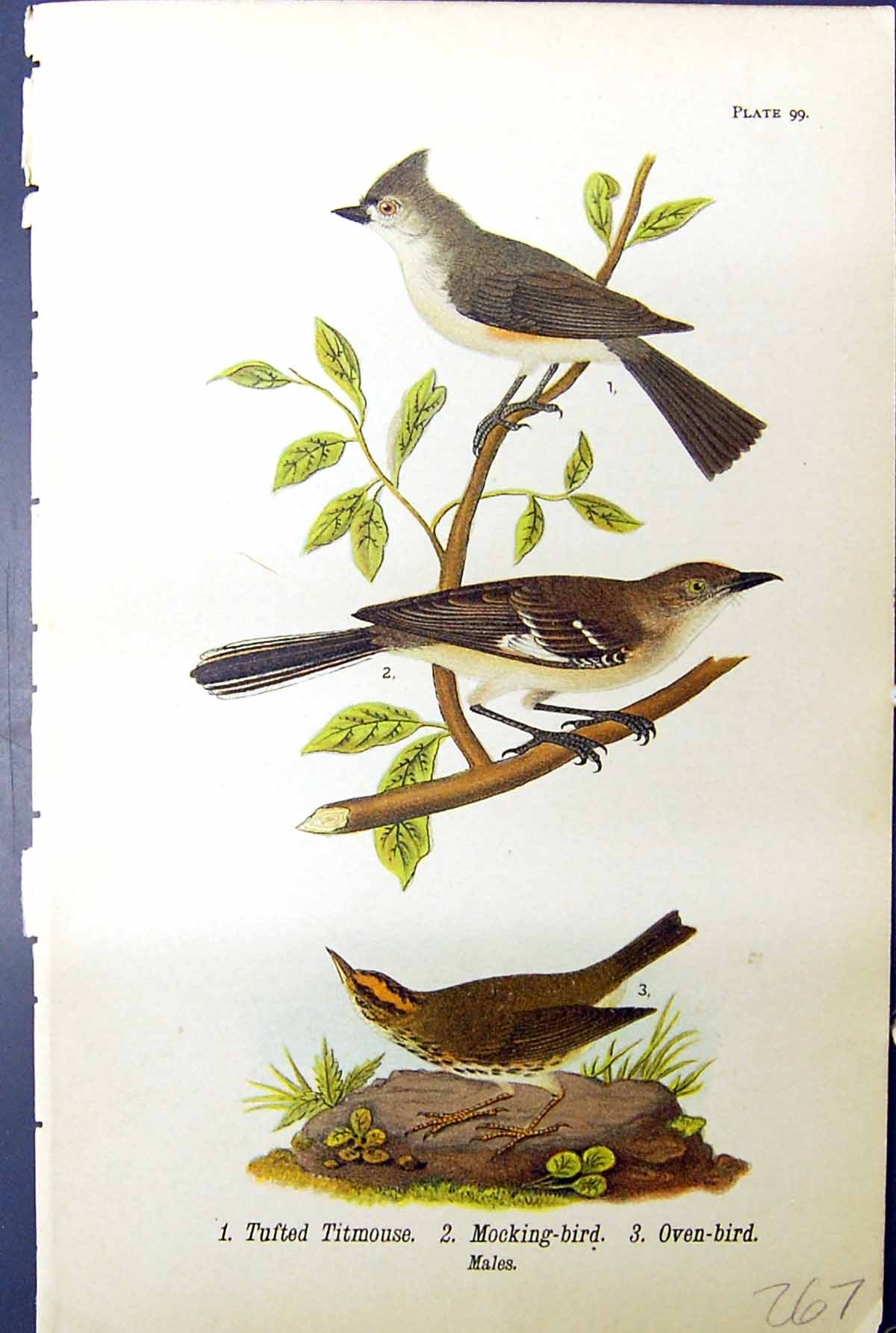 Antique Old Print Tufted Titmouse Mocking Oven Males Birds Warren Colour 1890