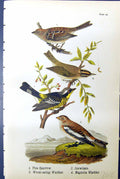 Old Print Birds 1890 Tree Sparrow Worm-Eating Warbler Magnolia Snowflake 19th