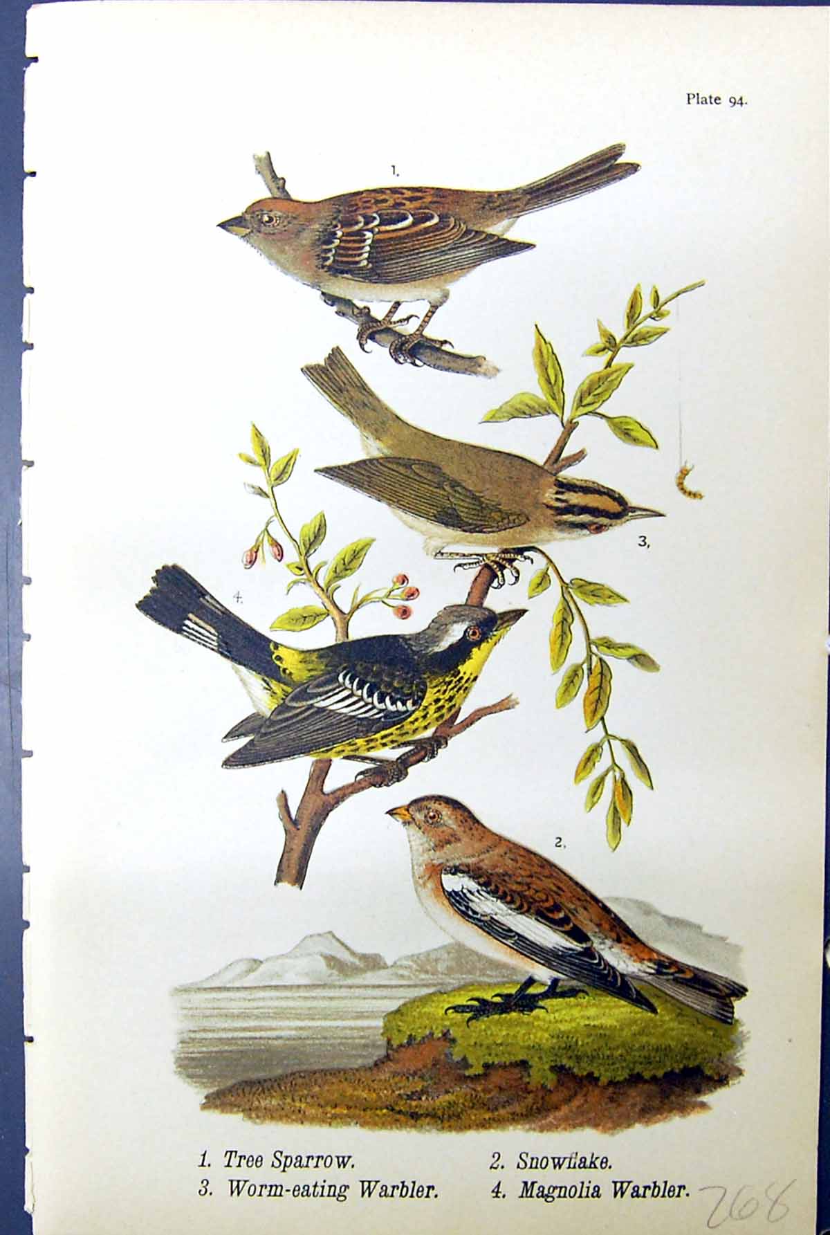 Old Print Birds 1890 Tree Sparrow Worm-Eating Warbler Magnolia Snowflake 19th