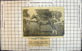 Antique Print Pony Stallion Red Rose Property Mr W Dawtrey Petworth Creased