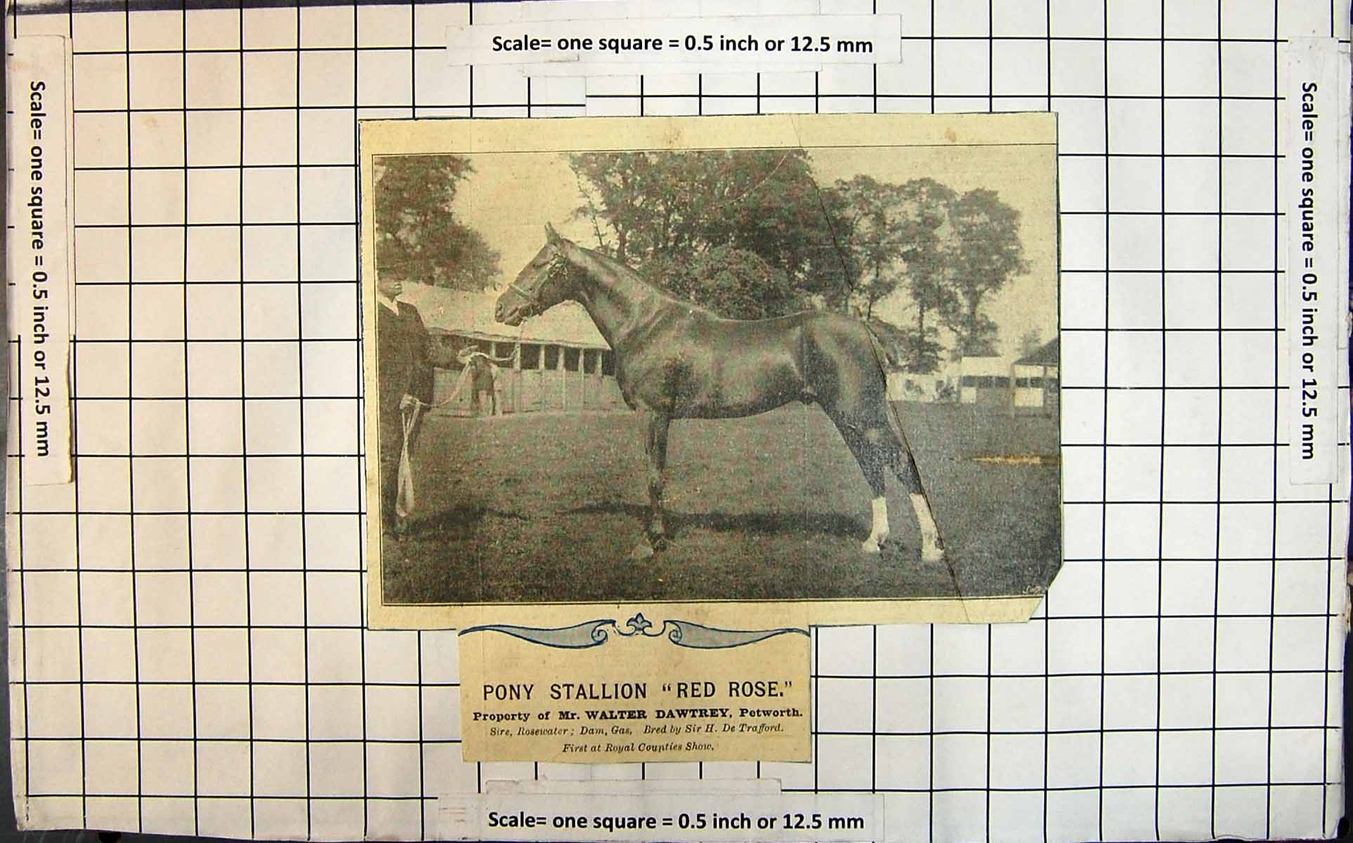 Antique Print Pony Stallion Red Rose Property Mr W Dawtrey Petworth Creased