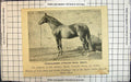 Antique Old Print Thoroughbred Stallion Royal Meath Winner First Royal Dublin