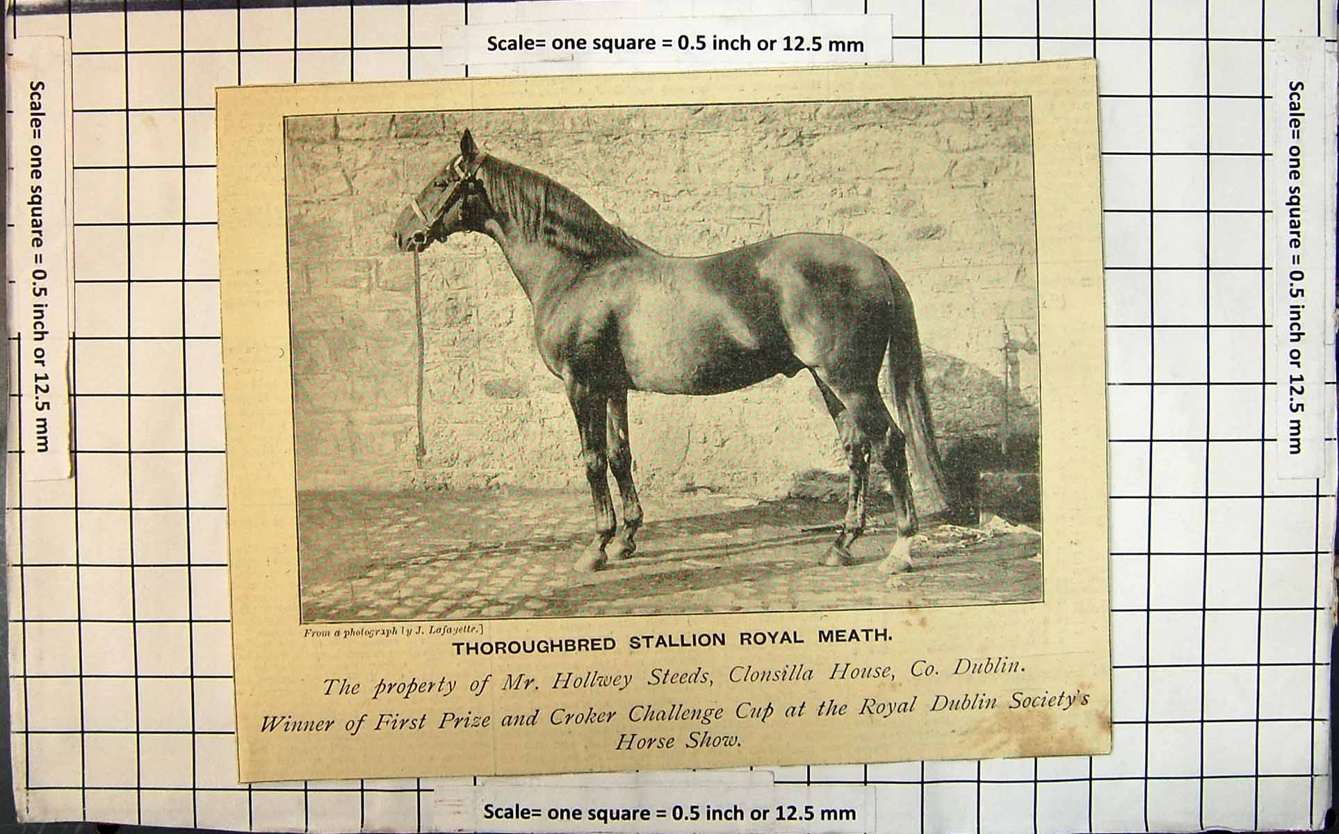 Antique Old Print Thoroughbred Stallion Royal Meath Winner First Royal Dublin