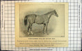 Old Print Thoroughbred Stallion Button Park Winner Queen'S Premiums C1895 19th