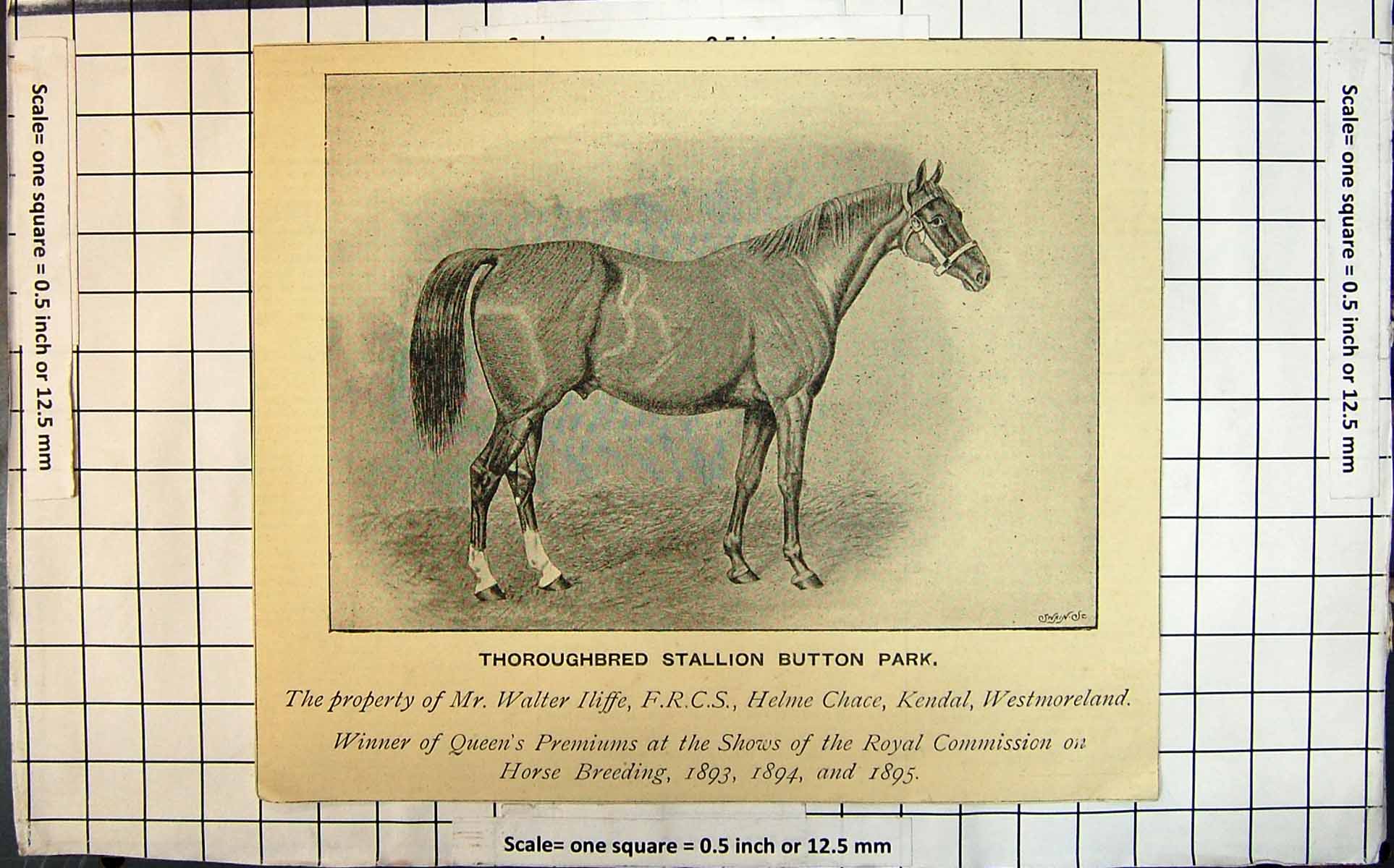 Old Print Thoroughbred Stallion Button Park Winner Queen'S Premiums C1895 19th