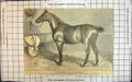 Antique Print Thoroughbred Stallion Escamillo Winner Queen'S Premiums C1888
