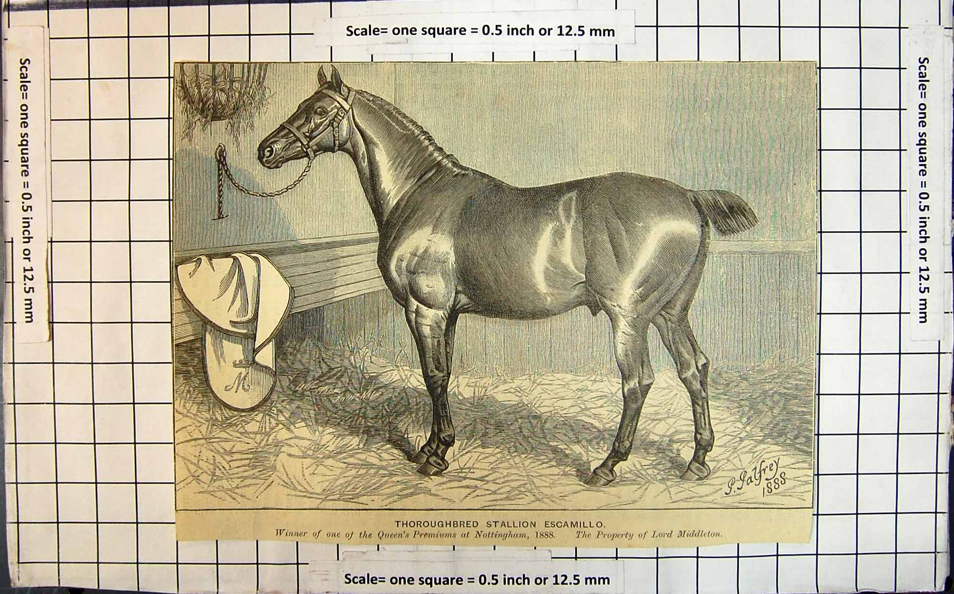 Antique Print Thoroughbred Stallion Escamillo Winner Queen'S Premiums C1888