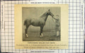 Old Print Thoroughbred Stallion Four Poster Winner Queen'S Premiums C1897 19th