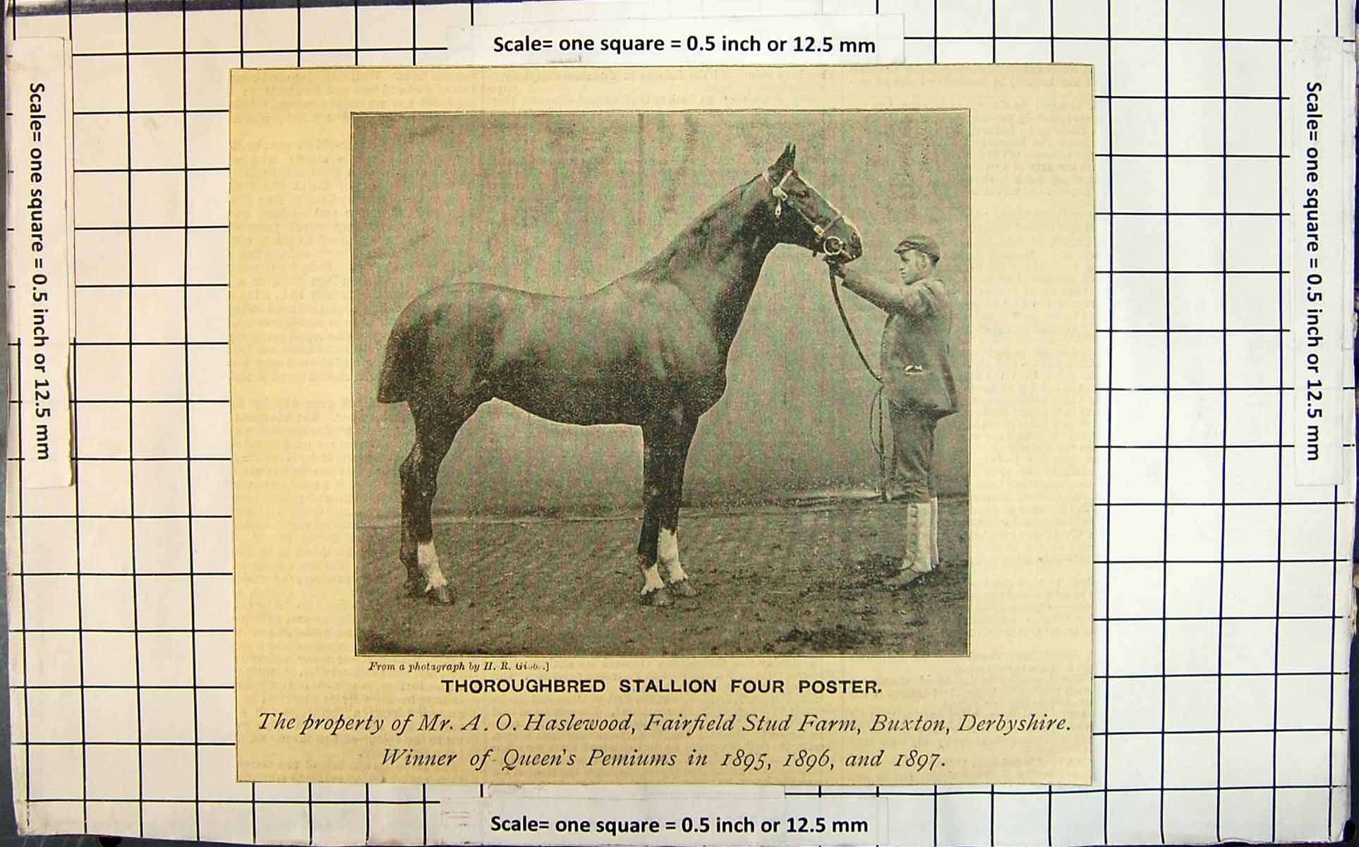 Old Print Thoroughbred Stallion Four Poster Winner Queen'S Premiums C1897 19th