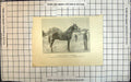 Old Print Hunter Stallion Chibibos Property W Wilson 1St Tunbridge Wells