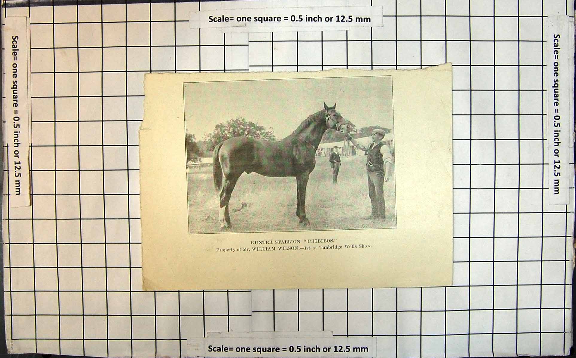 Old Print Hunter Stallion Chibibos Property W Wilson 1St Tunbridge Wells