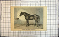 Old Antique Print Hunter Sire New Oswestry Study In Stable Setting Horse