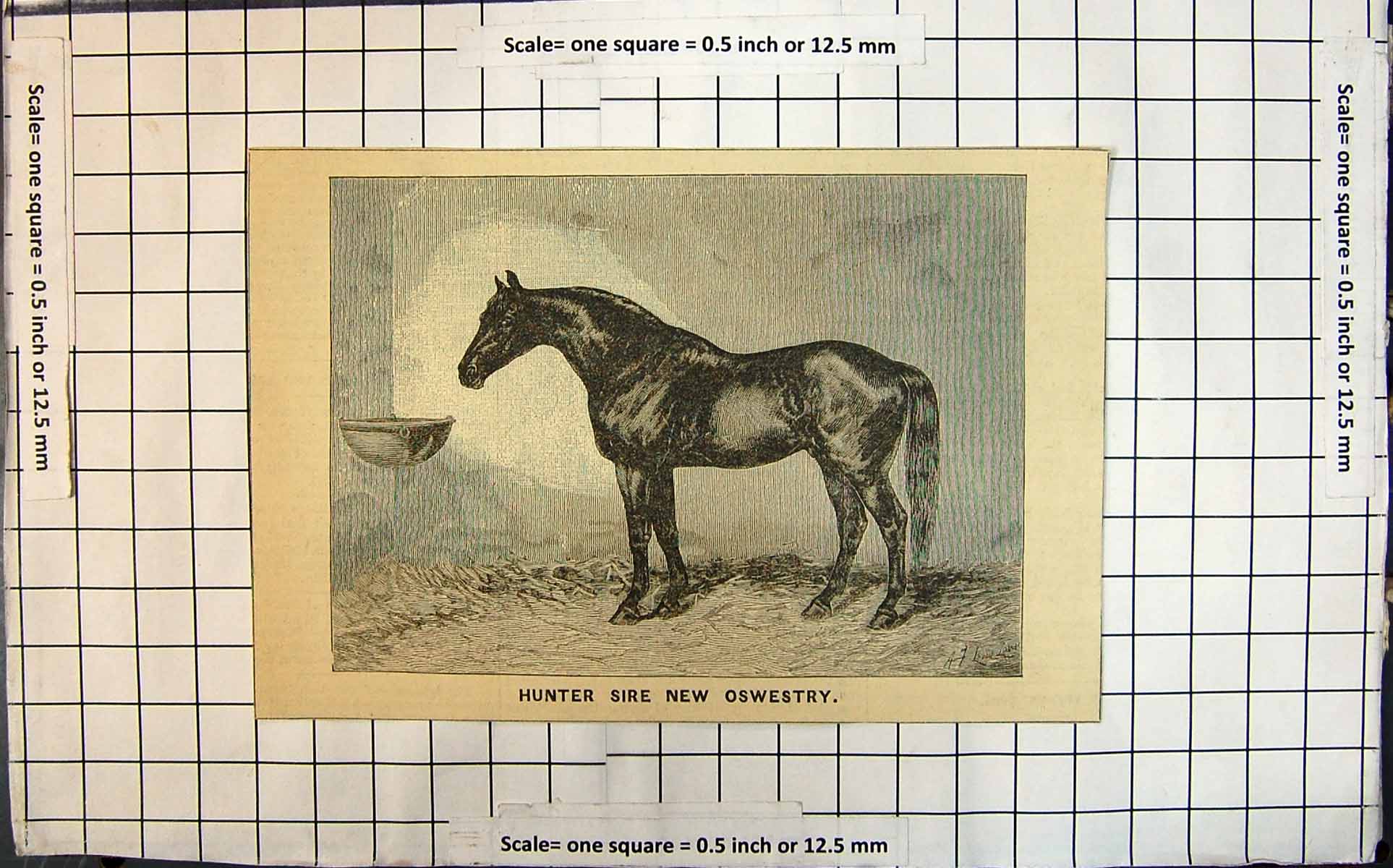 Old Antique Print Hunter Sire New Oswestry Study In Stable Setting Horse