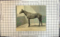 Old Common Stallion Winner Derby Two Thousand Guineas St Leger C1891 Victorian