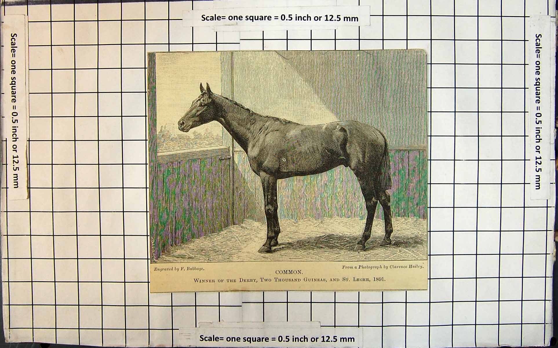 Old Common Stallion Winner Derby Two Thousand Guineas St Leger C1891 Victorian